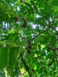 Ořešák japonský (Juglans ailantifolia)