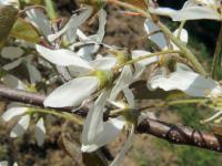 Muchovník Lamarckův