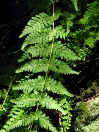 Puchýřník cibulkatý