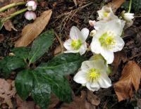 Čemeřice černá (Helleborus niger)