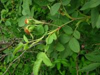 Růže šípková křovištní (Rosa canina subsp corymbifera)