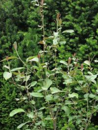 Vrba nádherná (Salix magnifica)