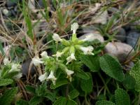 Čistec (Stachys maritima)