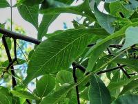 Ořechovec lysý (Carya glabra)