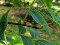 Ořechovec lysý (Carya glabra)