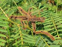 Citlivka (Mimosa pigra)