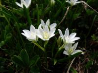 Snědek (Ornithogalum balansae)