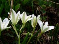 Snědek (Ornithogalum balansae)