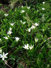 Snědek (Ornithogalum balansae)
