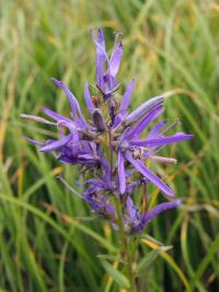 Klasovec šedavý (Asyneuma canescens)