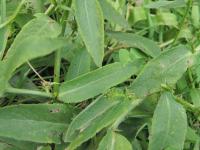 Klasovec šedavý (Asyneuma canescens)