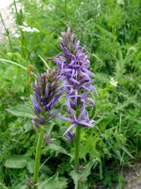 Klasovec (Asyneuma campanuloides)