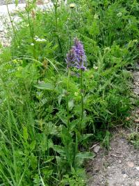 Klasovec (Asyneuma campanuloides)