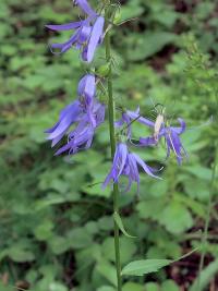 Klasovec (Asyneuma pichleri)