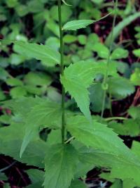 Klasovec (Asyneuma pichleri)