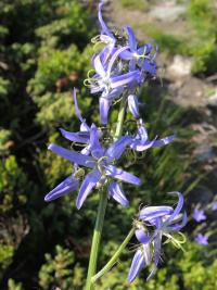 Klasovec (Asyneuma pichleri)