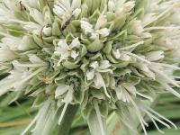 Máčka jukolistá (Eryngium yuccifolium)