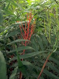 Chamedorea zdobná (Chamaedorea elegans)