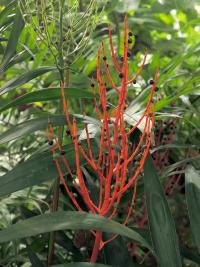 Chamedorea zdobná (Chamaedorea elegans)