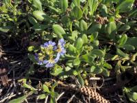 Vějířovka (Scaevola calendulacea)
