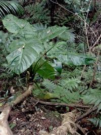 Alokázie (Alocasia brisbanensis)