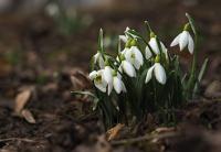 Sněženka podsněžník (Galanthus nivalis)