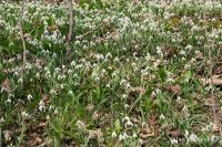 Sněženka podsněžník (Galanthus nivalis)