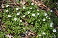 Sasanka hajní (Anemone nemorosa)
