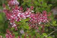 Šeřík Meyerův (Syringa Meyeri)