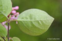 Šeřík Meyerův (Syringa Meyeri)
