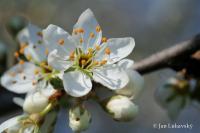 Trnka obecná - kolce (Prunus spinosa)