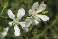Citronečník trojlistý (Poncirus trifoliata)