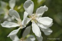 Citronečník trojlistý (Poncirus trifoliata)