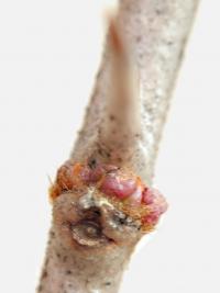 Prinsepie jednokvětá (Prinsepia uniflora)