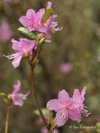 Pěnišník dahurský (Rhododendron dahuricum)