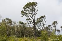 Borovice montereyská