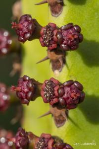Pryšec kanárský (Euphorbia canariensis)