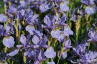 Kosatec sibiřský (Iris sibirica)