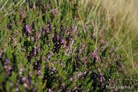 Vřes obecný (Calluna vulgaris)