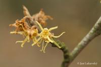 Vilín viržinský (Hamamelis virginiana)