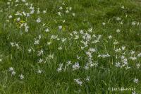 Narcis bílý (Narcissus poeticus)