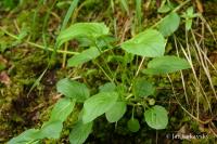 Kozlík horský (Valeriana montana)