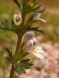 Světlík lékařský Rostkovův