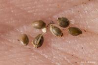 Skřípinec poléhavý