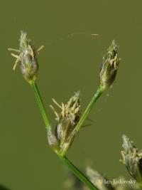 Skřípina kořenující