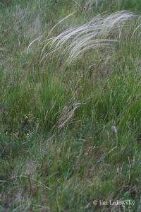 Kavyl Ivanův pýřitý