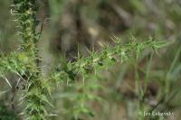 Bodlák (Carduus nigrescens)