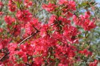 Kdoulovec ozdobný (Chaenomeles speciosa)
