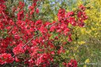 Kdoulovec ozdobný (Chaenomeles speciosa)