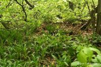 Bika lesní (Luzula sylvatica)